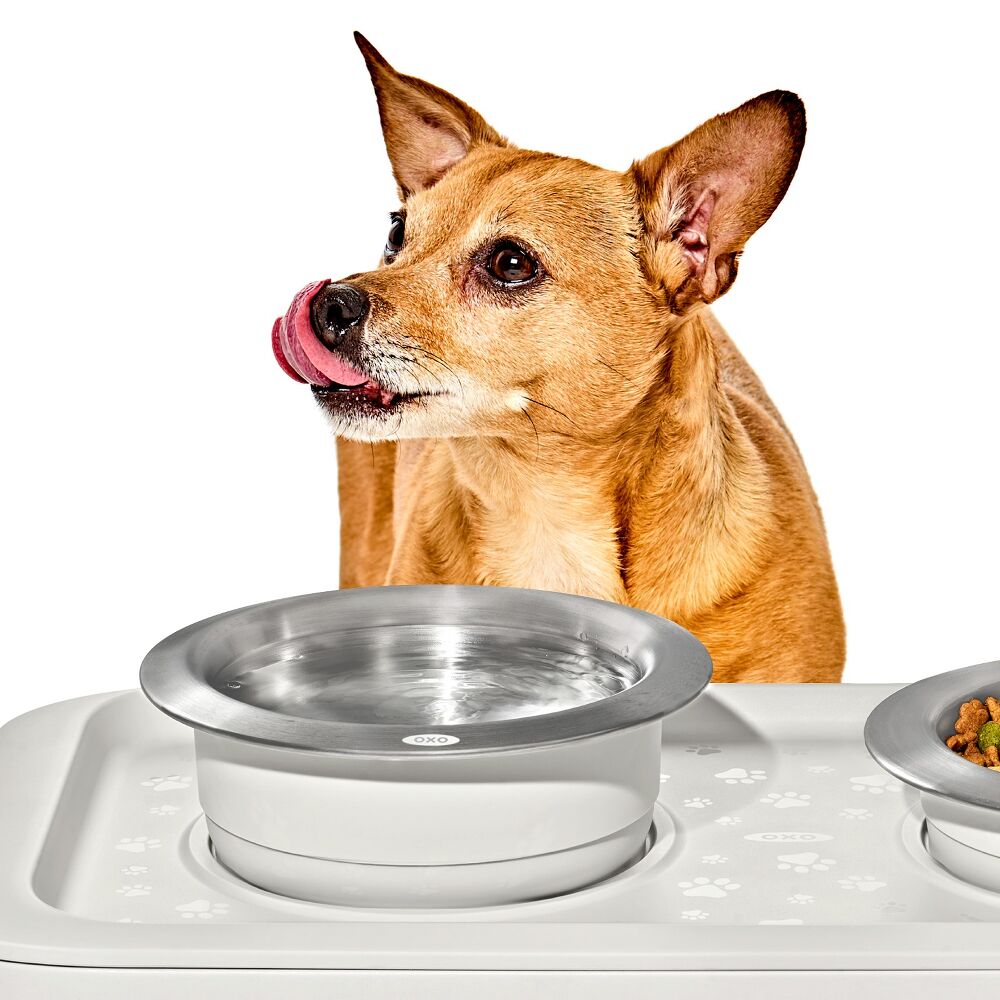 OXO Pet Nonslip Bowl - Medium, 2 Cups / 480 mL M2